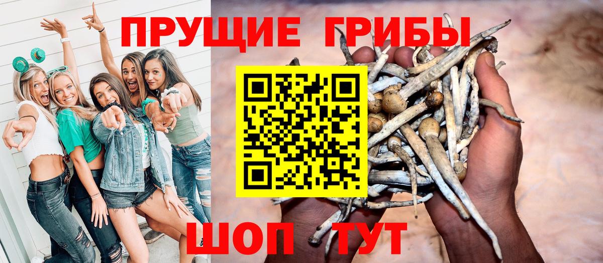 Галлюциногенные грибы Psilocybine cubensis Калининград